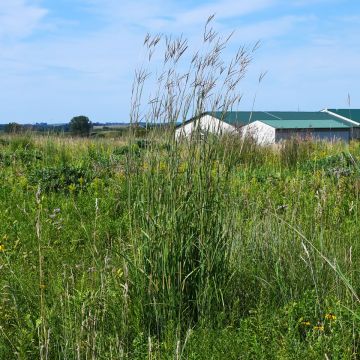 Andropogon gerardii, Big Bluestem