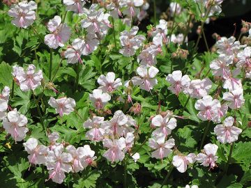 Geranium, Cranesbill 'Biokovo'