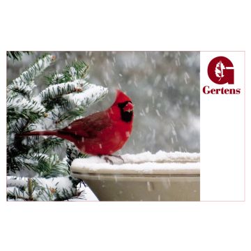 Cardinals Bird Bath - Gift Card