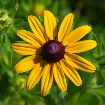 Rudbeckia, Black Eyed Susan 'Minnesota Native'