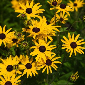 Rudbeckia, Sweet Black Eyed Susan 'Minnesota Native'