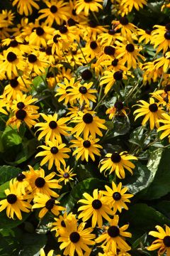 Rudbeckia, Orange Coneflower