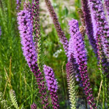 Liatris, Prairie Blazingstar 'Minnesota Native'