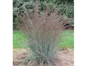 Schizachyrium, Little Bluestem 'Blue Heaven™'