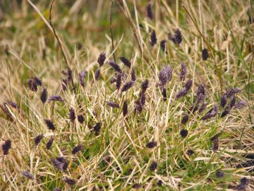 Sesleria, Blue Moor Grass