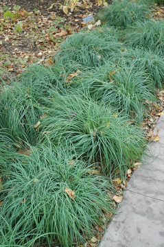 Carex, Blue Sedge