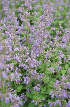 Nepeta, Cat's Meow Catmint 'Blue Wonder'