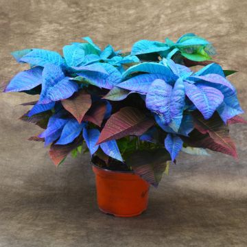 Blue Holiday Painted Poinsettia, Bare Pot