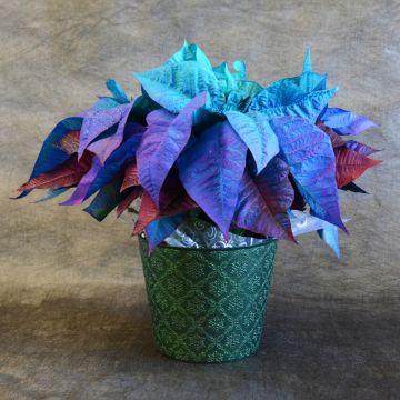 Blue Holiday Painted Poinsettia, Premuim Cover