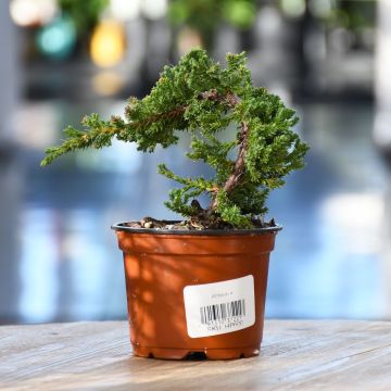 6"" Pot Bonsai Varieties