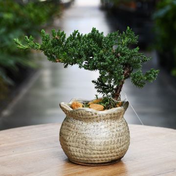 Bonsai in Burlap Sack Vase