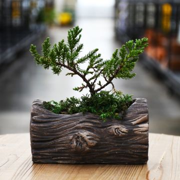 Bonsai in Natural Log Planter