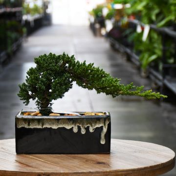 Bonsai in Rectangular Drip Pot