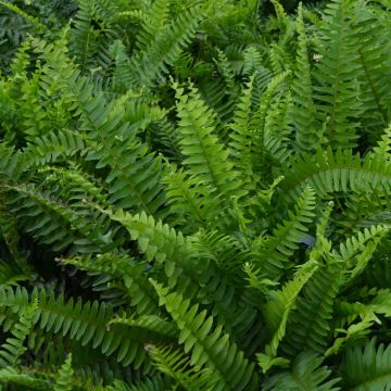 Nephrolepis Exaltata 'Boston Fern'