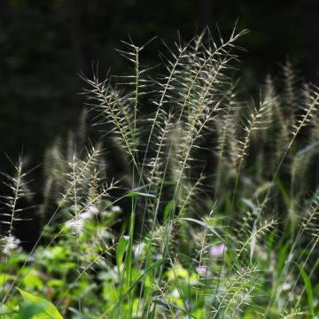 Hystrix, Bottlebrush Grass 'Minnesota Native'