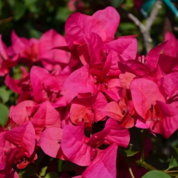 Bougainvillea 'Gerten Grown'