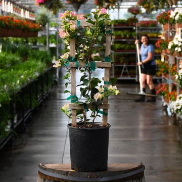 Bougainvillea with Trellis, Assorted Colors