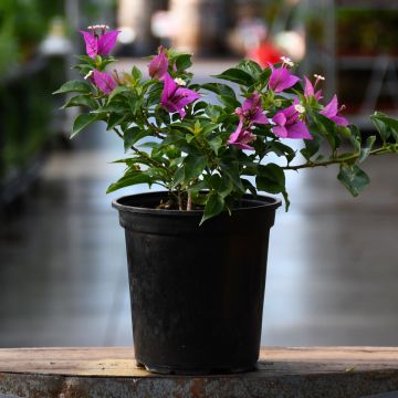 Bougainvillea, Assorted Colors