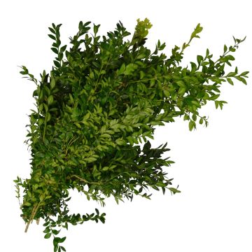 Boxwood