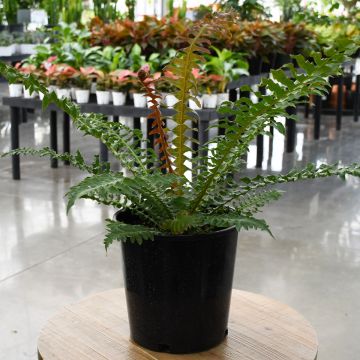 Fern, Brazilian Tree Fern