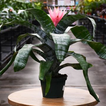 Bromeliad Aechmea