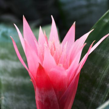 Bromeliad Aechmea