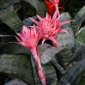 Bromeliad Aechmea