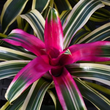 Bromeliad Neoregelias