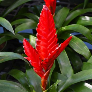 Bromeliad Vriesea