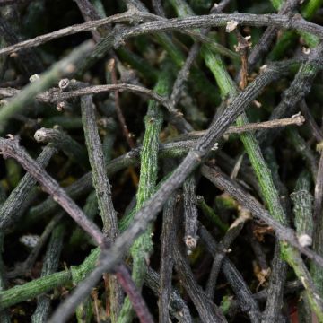 Cynanchum Marnierianum 'Bundle of Sticks'