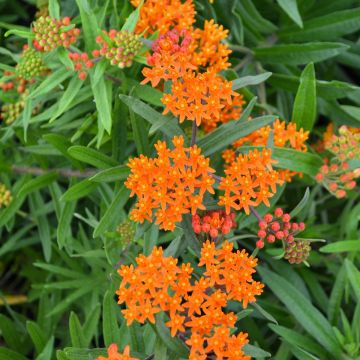 Asclepias, Butterfly Weed 'Minnesota Native'