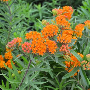 Asclepias, Butterfly Milkweed, 6 pack