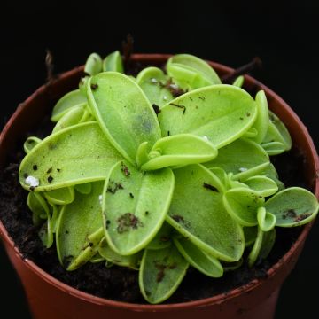 Pinguicula 'Butterwort'