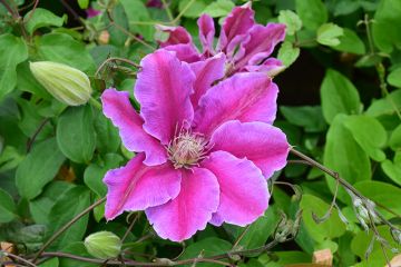 Clematis, 'Doctor Ruppel'