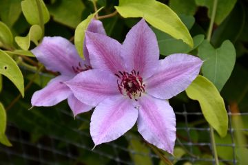 Clematis, 'Fireworks'