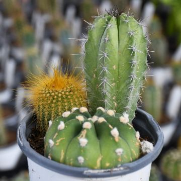 Cactus Assortment 'Gerten Grown'