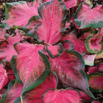 Caladium, Sangria