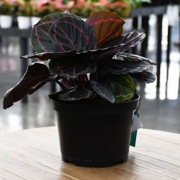 Calathea Roseopicta 'Dottie'