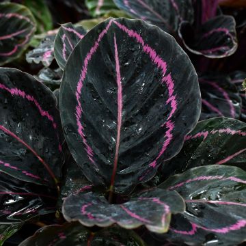 Calathea Roseopicta 'Dottie'