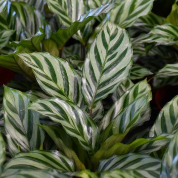 Calathea Concinna, Freddie Prayer Plant