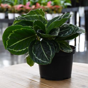 Calathea Roseopicta 'Green Beauty'