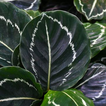 Calathea Roseopicta 'Green Beauty'