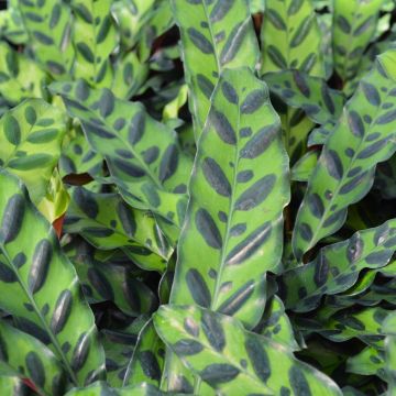 Calathea Lancifolia 'Rattlesnake Plant'