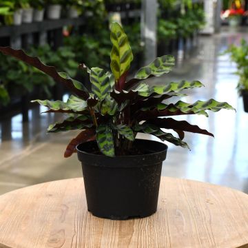 Calathea Lancifolia 'Rattlesnake Plant'