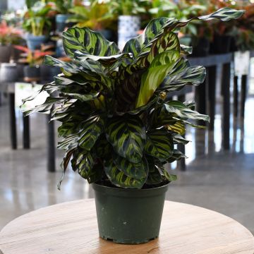 Calathea Makoyana 'Peacock Plant'