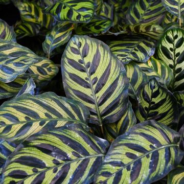 Calathea Makoyana 'Peacock Plant'