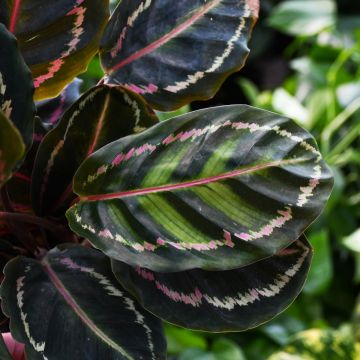 Calathea Roseopicta 'Marion'