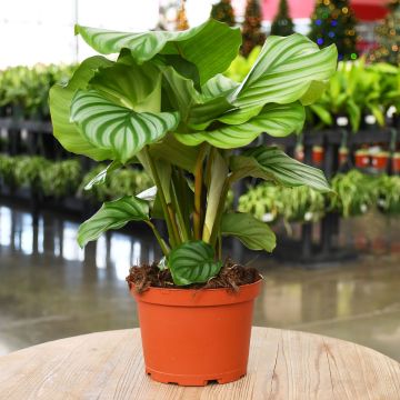 Calathea Orbifolia, Orbifolia Prayer Plant