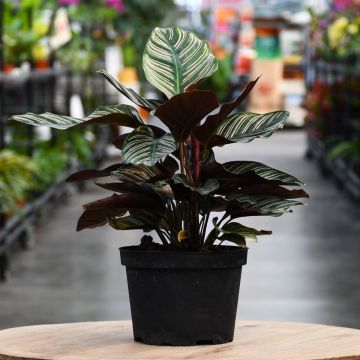 Calathea Ornata, Pinstripe Calathea