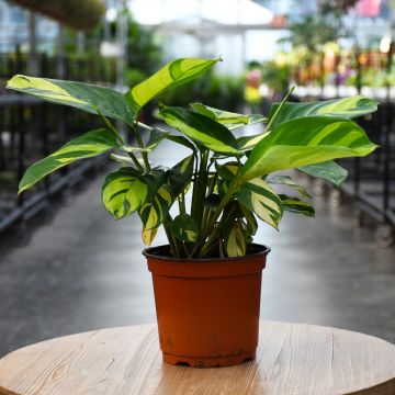 Calathea Pilosa